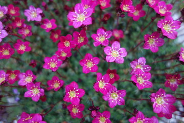 Pink Saxifrage Flowers