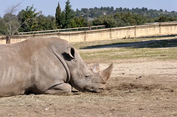 Obraz premium vie sauvage