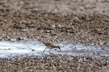 Wood Sandpiper