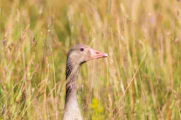 Greylag goose