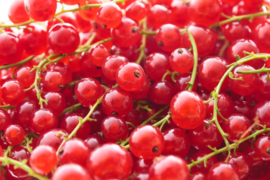 Rote Johannisbeeren