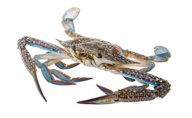 Raw blue crab