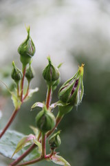 Knospen einer roten Edelrose