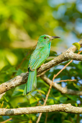 Backside of Blue-bearded Bee-eater at Khao Yai National Park