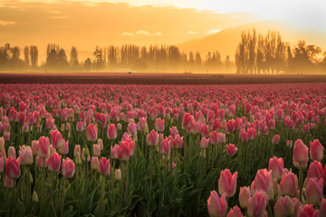 Fototapeta premium Pink tulips with orange sunrise and mist in background