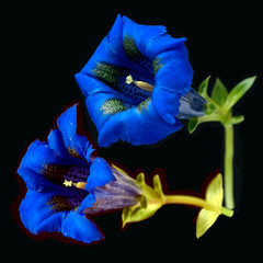 Enzian; Gentiana; acaulis;