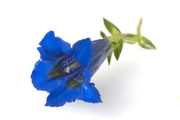 Enzian; Gentiana; acaulis;