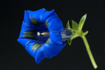 Enzian; Gentiana; acaulis;