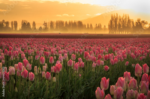 поле красные цветы природа тюльпаны бесплатно