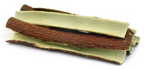 Tree bark of Medicinal Neem
