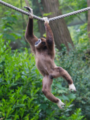 Lar Gibbon, or a white handed gibbon