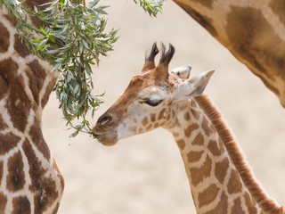 Young giraffe eating