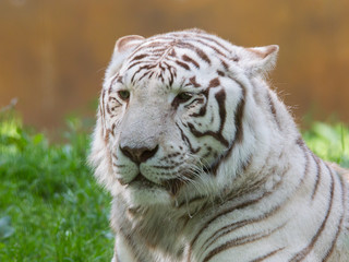 White tiger