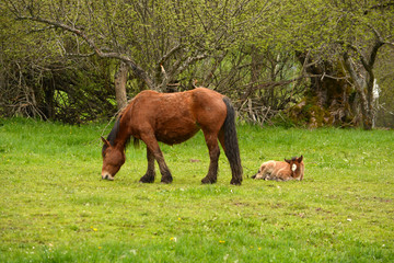Naklejka premium caballo y cria en un prado de hierba verde en primavera