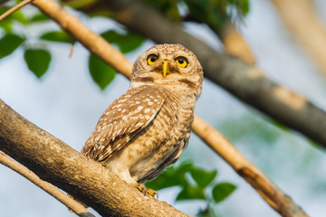 Obraz premium Spotted owlet in nature with her eyes stair to the sun