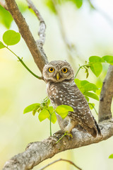 Portrait of  Spotted owlet stair at us in nature