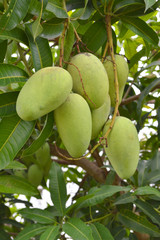 Mango on tree