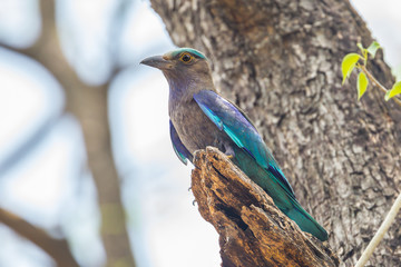 Indian roller  on the wood in nature