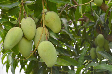 Mango on tree