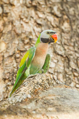 Portrait of  Red-breasted parakeet  on the tree