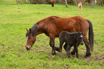 Fototapeta premium caballo y potro pastando en un prado de hierba verde en verano