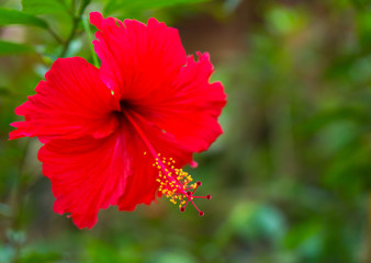 Red flower Hibiscus