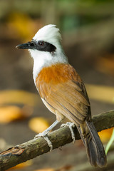 Portrait of White-crested Laughingthrush (Garrulax leucolophus)