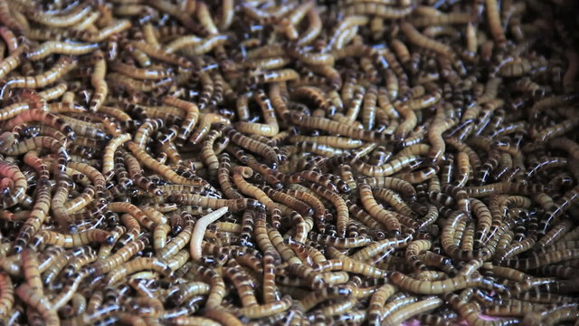 Super worms for fish feeding or bird feeding.Crawl swarm.