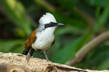 White-crested Laughingthrush (Garrulax leucolophus) on the wood