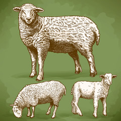 Fototapeta premium vector illustration of engraving three sheeps