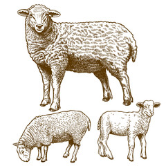 vector illustration of engraving  three sheeps - 64627866