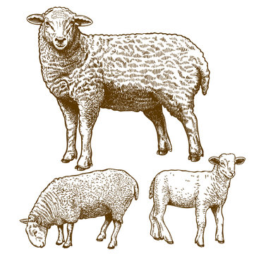 vector illustration of engraving  three sheeps