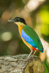 Portrait of Blue-winged Pitta (Pitta moluccensis) in nature