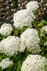 Witte hortensia