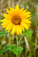 Fototapeta premium Zonnebloem met bij