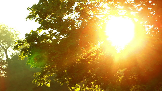 Sun glare in the foliage