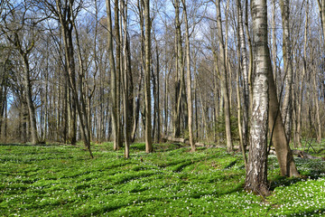 Blossoming of an anemony dubravny in the spring wood