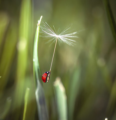 ladybug © bassicek