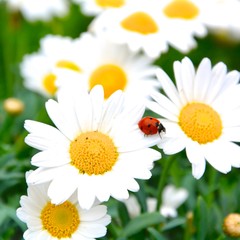 Blumenwiese und Marienkäfer