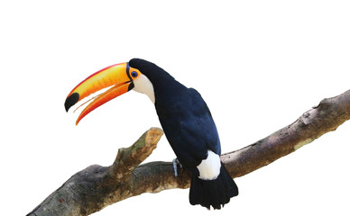 Toucan bird on branch, isolated as element