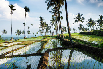 terraced rice fields around Senaru, Lombok, Indonesia, Asia - 64630880