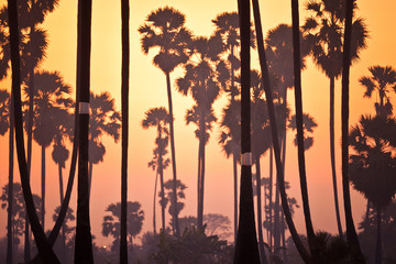 Sugar Plam tree farm