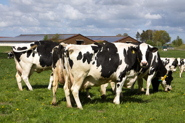 Artgerechte Haltung von Milchkühen