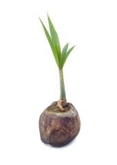 young plant of coconut tree