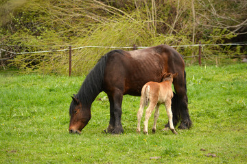 yegua alimentando a su cria en un prado en primavera
