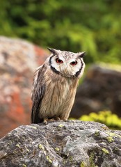 Scops Owl