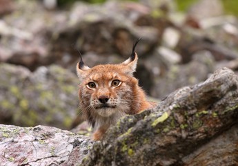 Eurasian Lynx