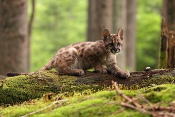 Naklejka premium Puma concolor, cub, mountain lion