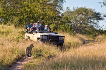 Tourists observing a female leopard, South Africa - obrazy, fototapety, plakaty