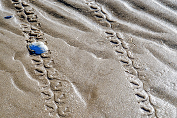 Spuren am Strand